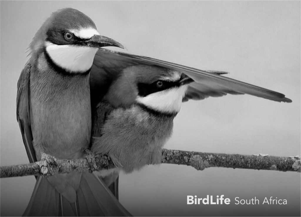 BirdLife South Africa