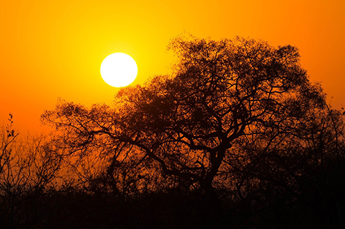 Singita