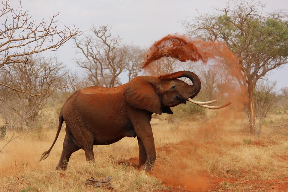elephant-111695_960_720