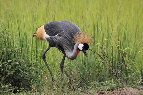 ConservingBirds